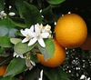 Arancio Dolce Olio Essenziale - Clicca l'immagine per chiudere